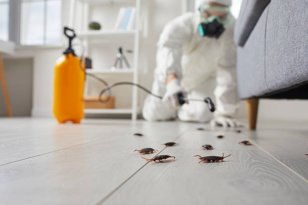 Commercial Kitchen Cockroach Control in Atascadero